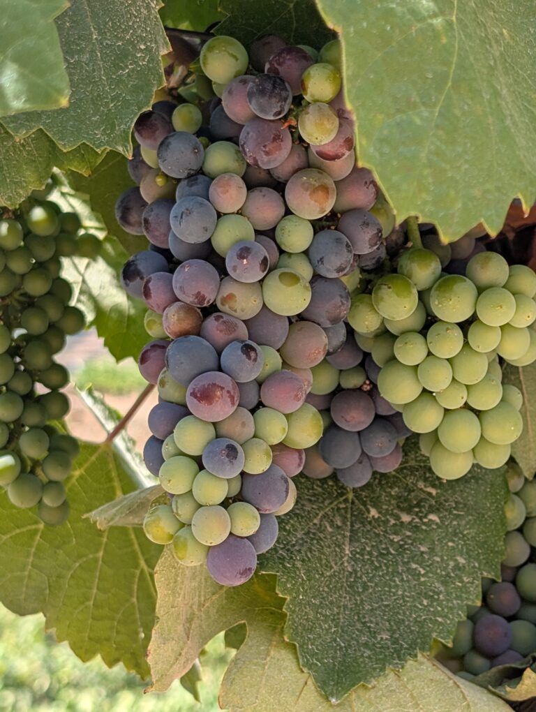 Read more about the article Douro Wine