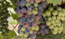 Douro Wine
