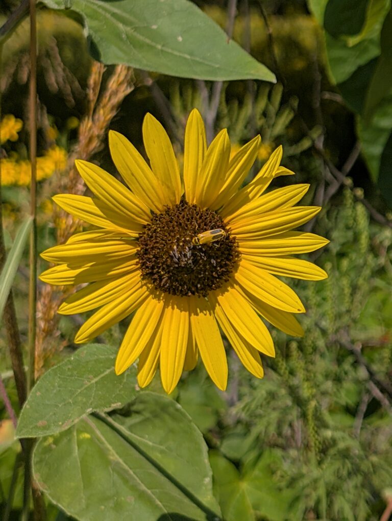 Read more about the article Manhattan, Kansas